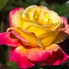Black Rose Plant Live for Indoor Outdoor Planting Starter Plant, Black Rose Bush Live Plant Roses Shrub Outdoor, Fragrant Rose Flowers Tree Plant